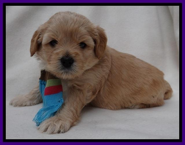 TB pups 4 wks old 111