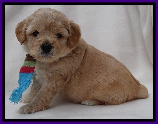 TB pups 4 wks old 141