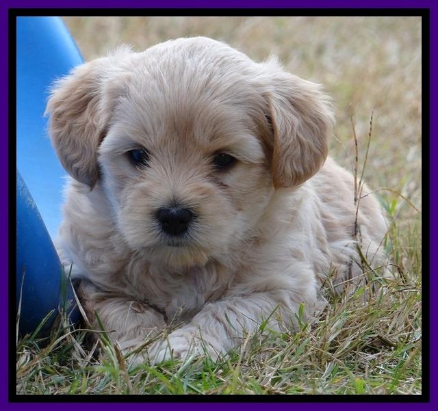 TB pups 5 wks old 491