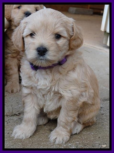 TB pups 5 wks old 501