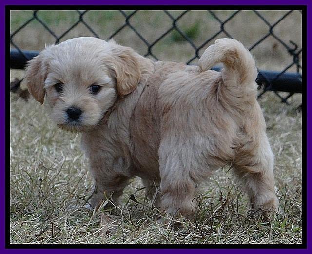 TB pups 5 wks old 511