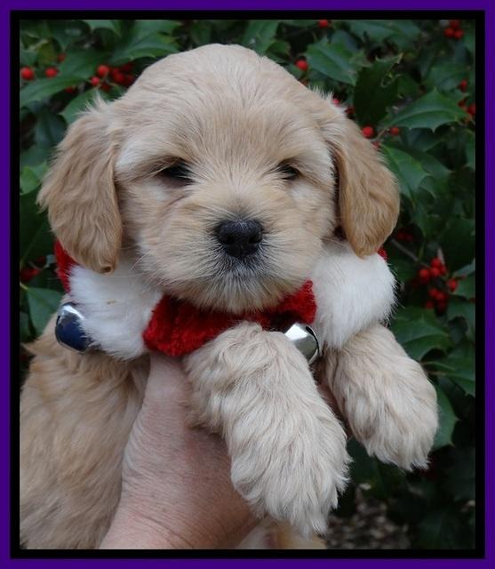 TB pups 6 weeks old 531