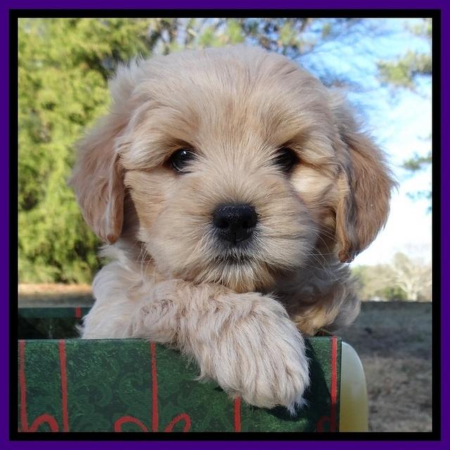 TB pups 7 wks old 321