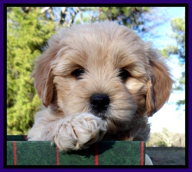 TB pups 7 wks old 351