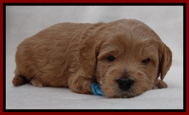 TB pups 4 wks old 181