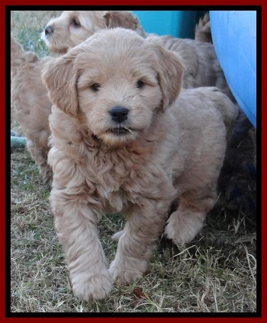 TB pups 6.5 wks old 62