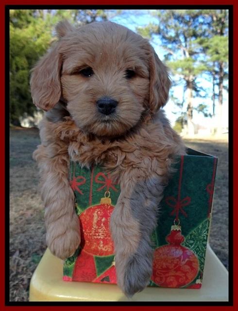 TB pups 7 wks old 11