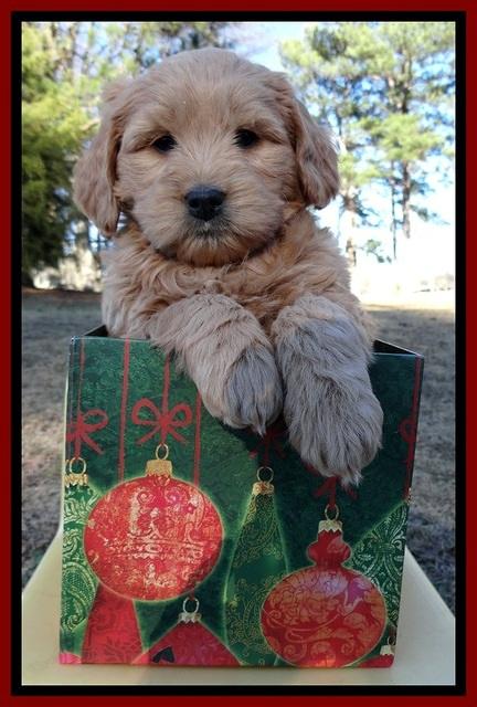 TB pups 7 wks old 21