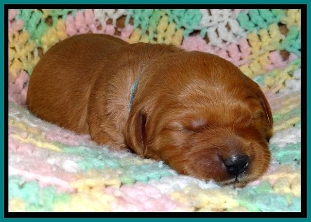 TB pups 2 wks old 171