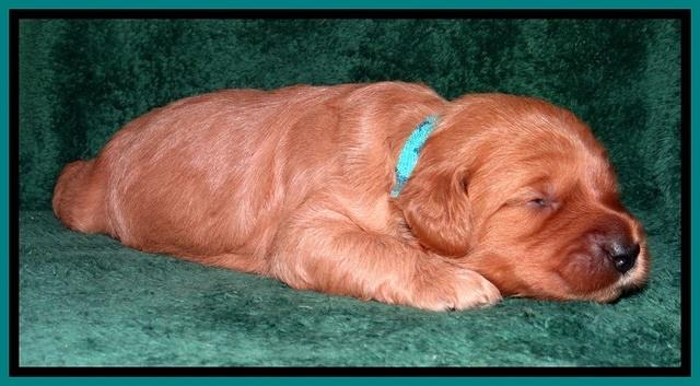 TB pups 2 wks old 302