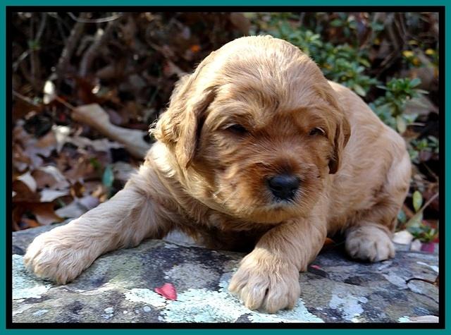 TB pups 3 wks old 261