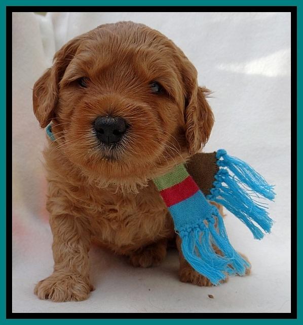 TB pups 4 wks old 281