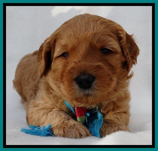 TB pups 4 wks old 311