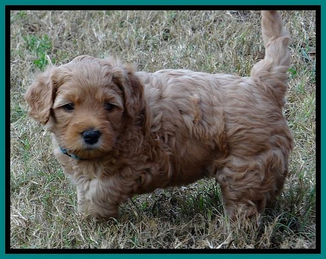 TB pups 5 wks old 641