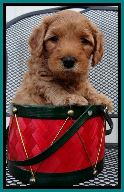 TB pups 5 wks old 651