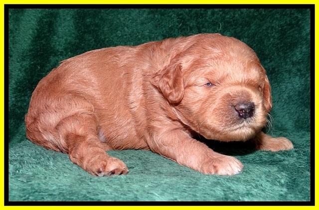 TB pups 2 wks old 132