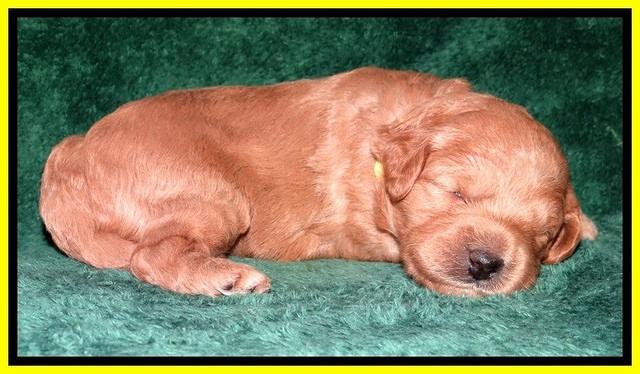 TB pups 2 wks old 162