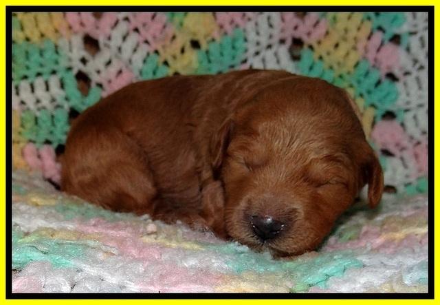 TB pups 2 wks old 251