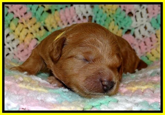 TB pups 2 wks old 261