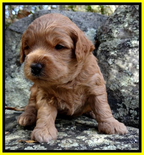 TB pups 3 wks old 331