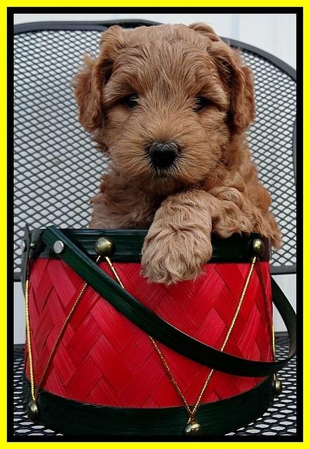 TB pups 5 wks old 111