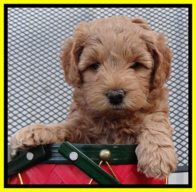 TB pups 5 wks old 121