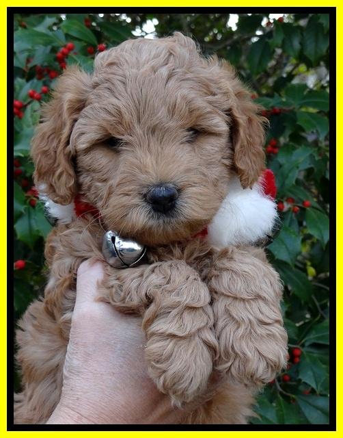 TB pups 6 weeks old 371