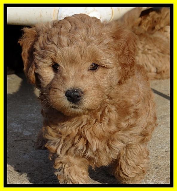 TB pups 6.5 wks old 42