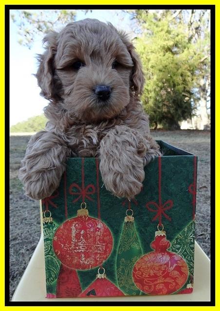 TB pups 7 wks old 111