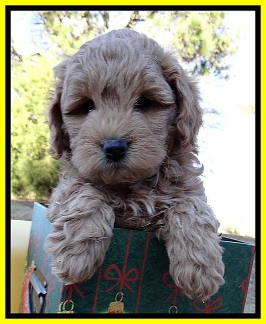 TB pups 7 wks old 121