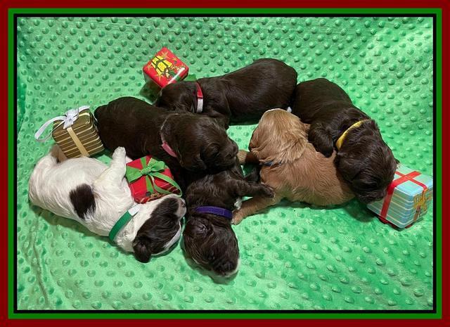 Willow Traveler pups 2 wks old 211