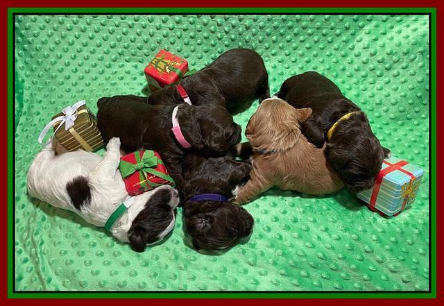 Willow Traveler pups 2 wks old 221
