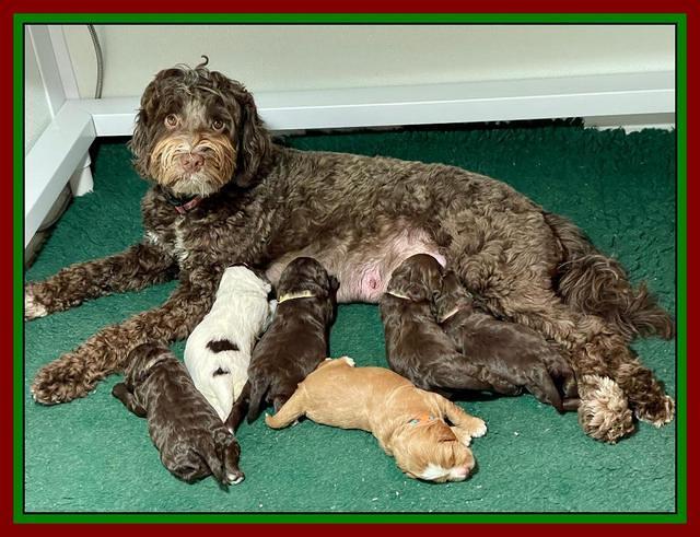 Willow Traveler pups 2 wks old 231