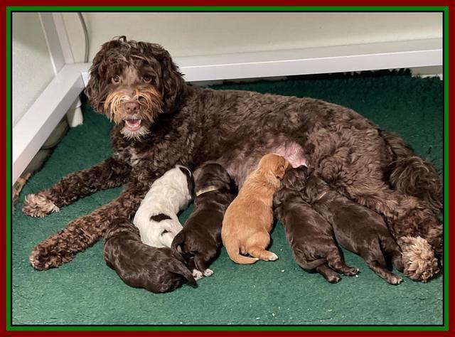 Willow Traveler pups 2 wks old 241