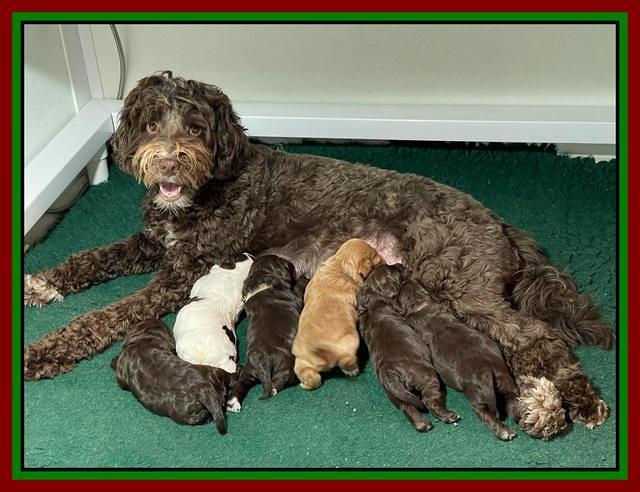 Willow Traveler pups 2 wks old 251
