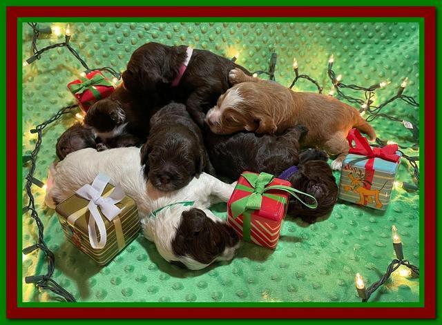 Willow Traveler pups 2 wks old 261