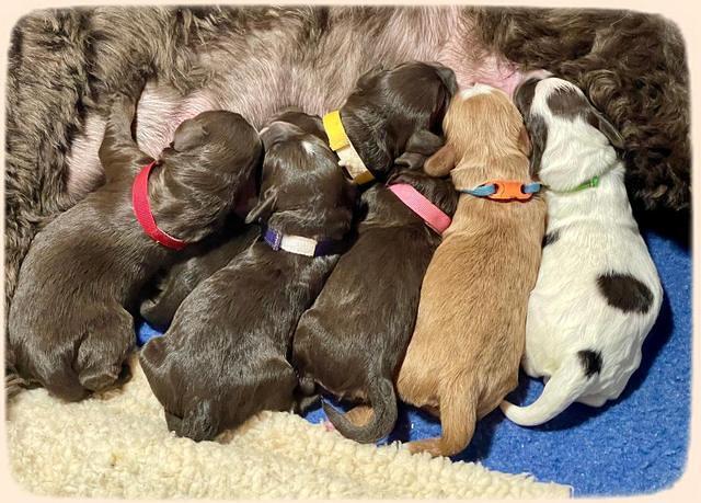 Willow Travler group newborn 21