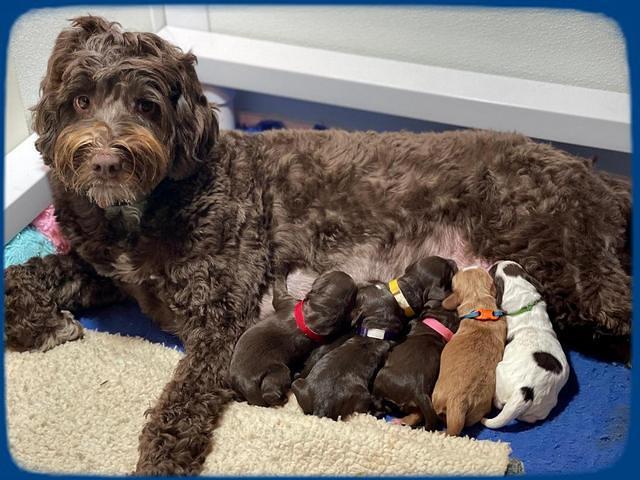 Willow Travler group newborn 31