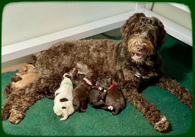 Willow Travler pups 1 week old 111