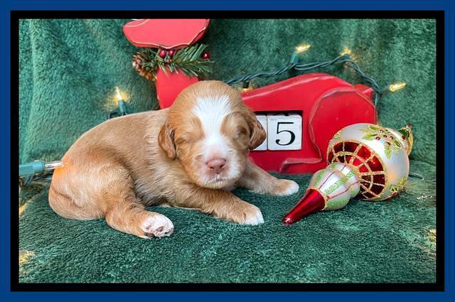 Willow Traveler pups 2 wks old 11