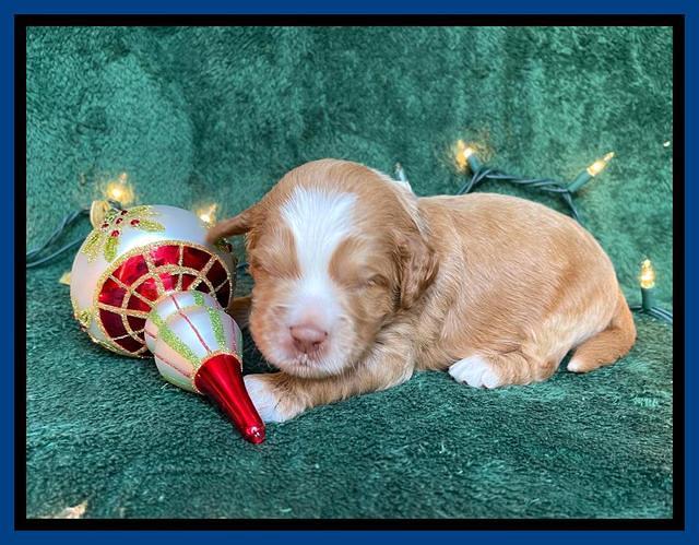 Willow Traveler pups 2 wks old 21