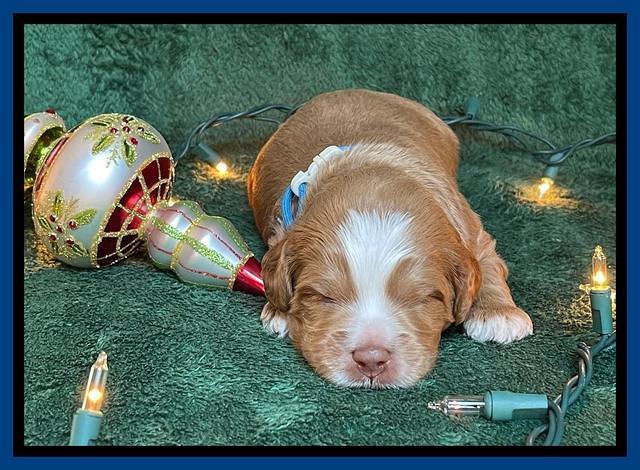 Willow Traveler pups 2 wks old 31