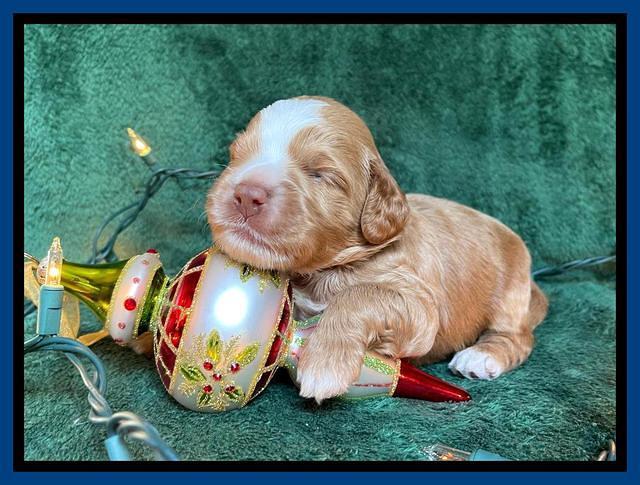 Willow Traveler pups 2 wks old 41