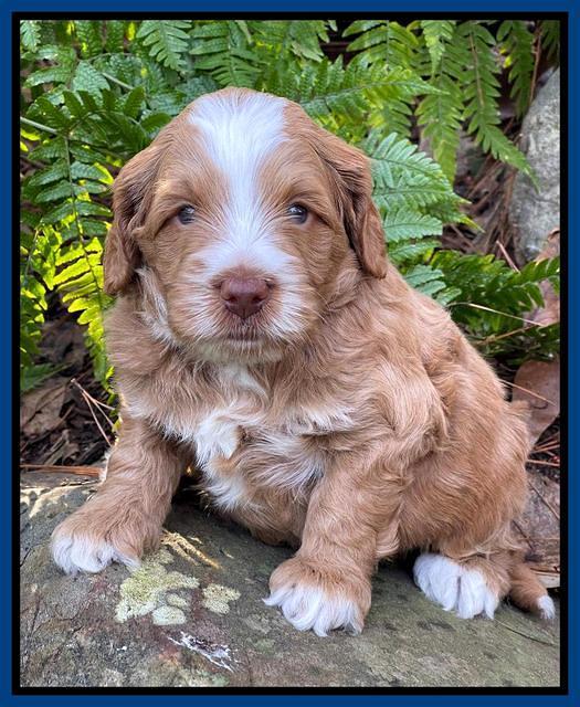 Willow Traveler pups 4 wks old 21