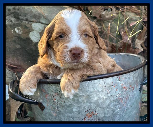 Willow Traveler pups 4 wks old 51