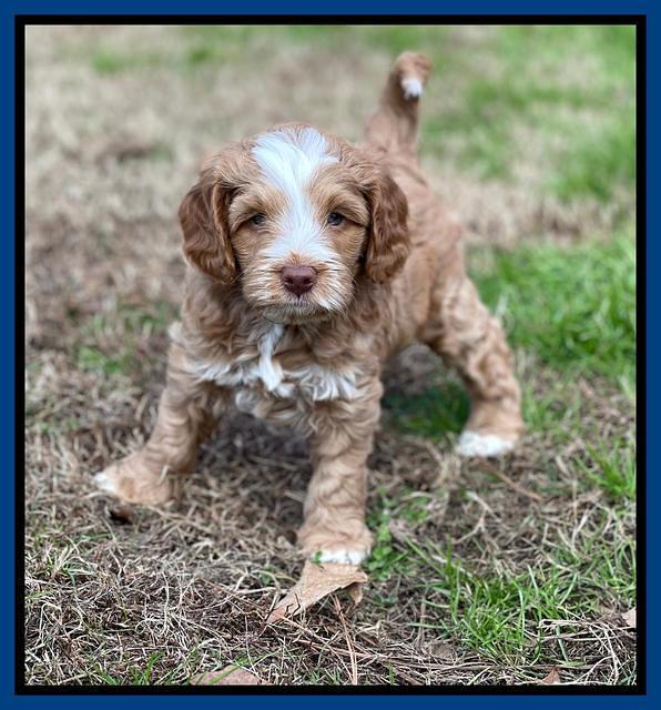 Willow Traveler pups 6 wks old 21