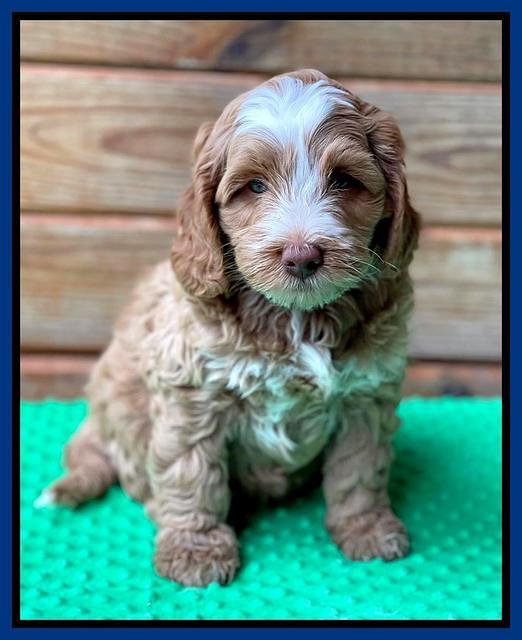 Willow Traveler pups 7 wks old 21