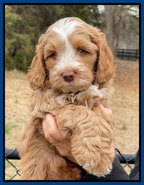 Willow Traveler pups 7 wks old 41