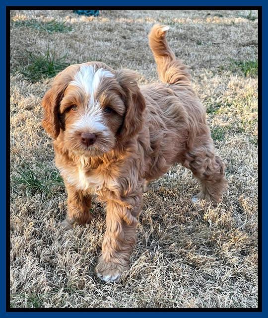 Willow Traveler pups 7 wks old 51