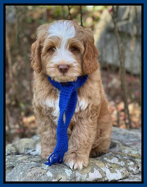 Willow Traveler pups 8 week old 101